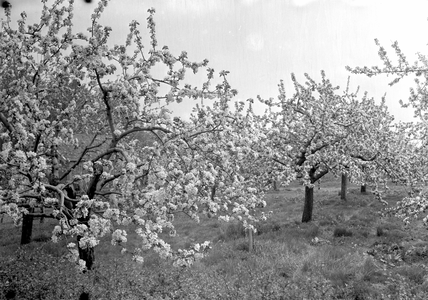 836762 Gezicht op een bloeiende boomgaard, vermoedelijk in de omgeving van Maarssen.